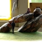 Model van rotsformatie voor leeuwenkooi, mogelijk gemaakt door GeoKari's gedetailleerde mapping en analyse van ondergrondlagen.